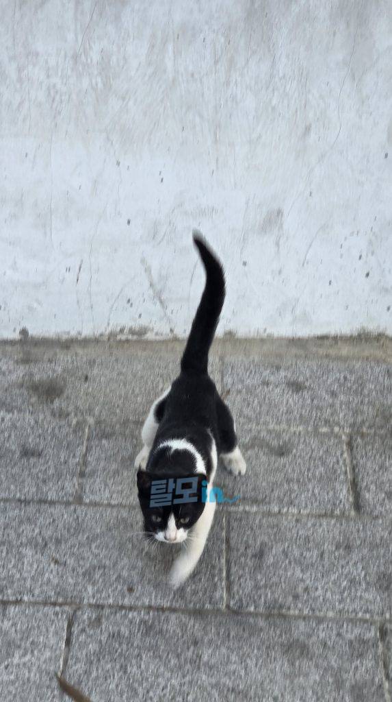 피나로 600정 photo review